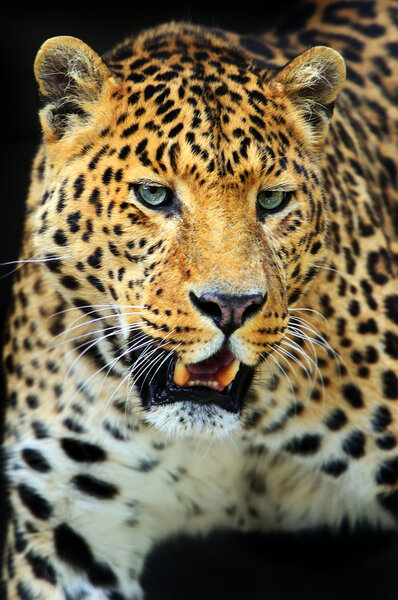 Leopard 