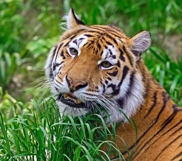 Τίγρης — Φωτογραφία Αρχείου