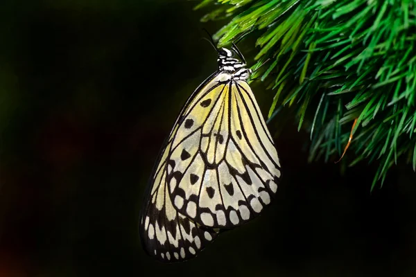 Mondo delle farfalle — Foto Stock