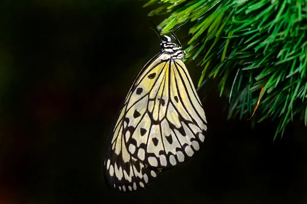 Butterfly World — Stock Fotó