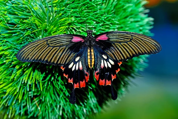 Butterfly World — Stockfoto