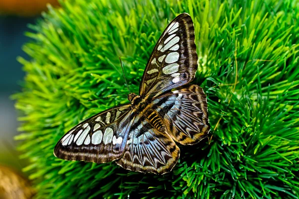 Schmetterlingswelt — Stockfoto