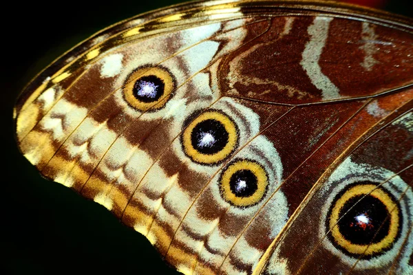 Mondo delle farfalle — Foto Stock