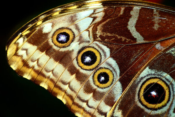 Butterfly World