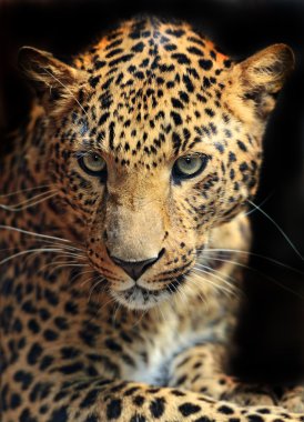 leopar
