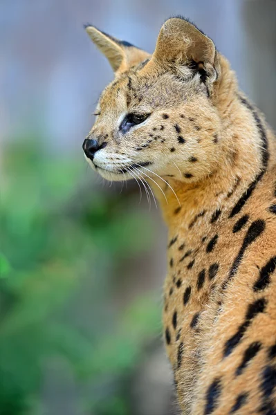 Serval vild katt — Stockfoto