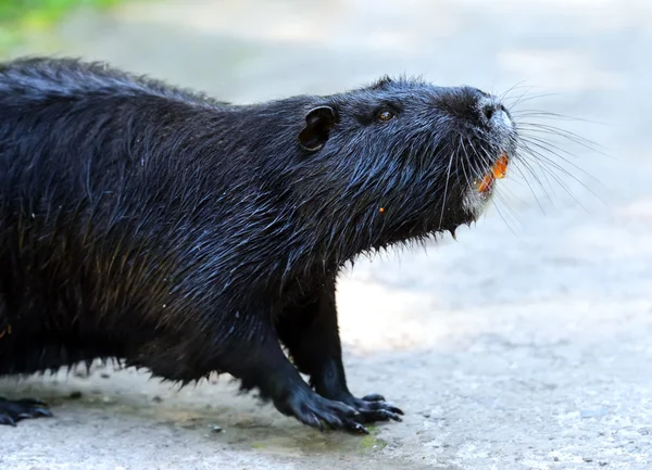 Nutria — Foto de Stock