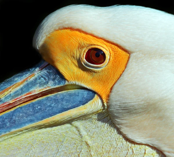 Pelican — Stock Photo, Image