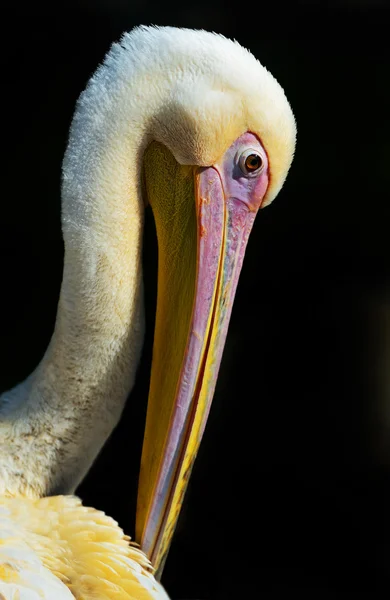 Pelican — Stock Photo, Image