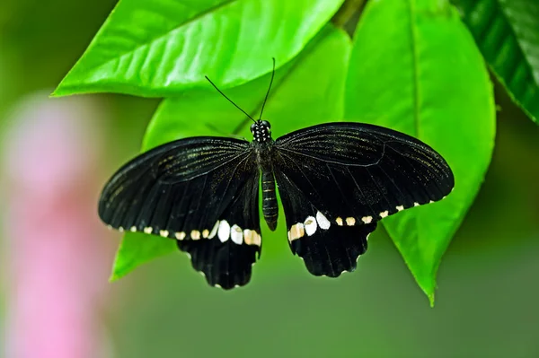 Butterfly World — Stock Fotó