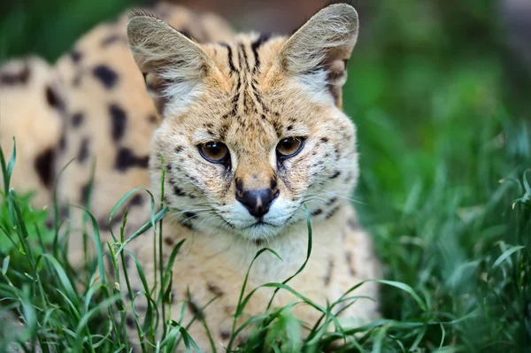 Serval wilde kat — Stockfoto