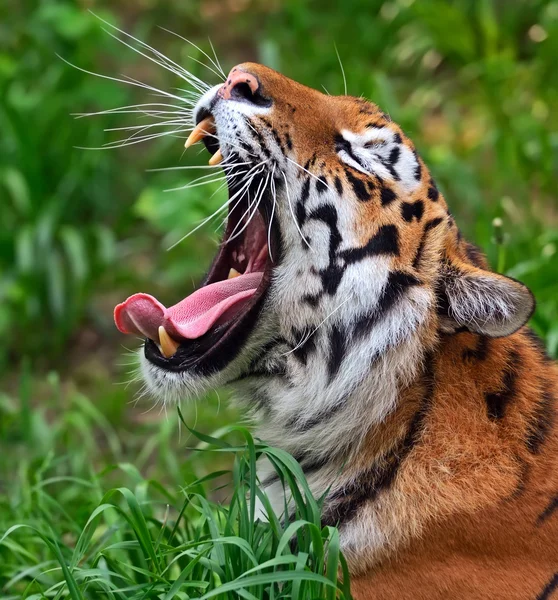 Tiger — Stockfoto