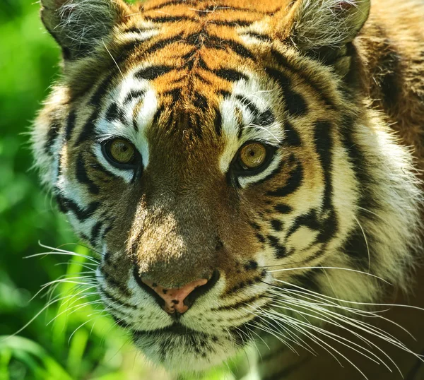 Tigre — Fotografia de Stock