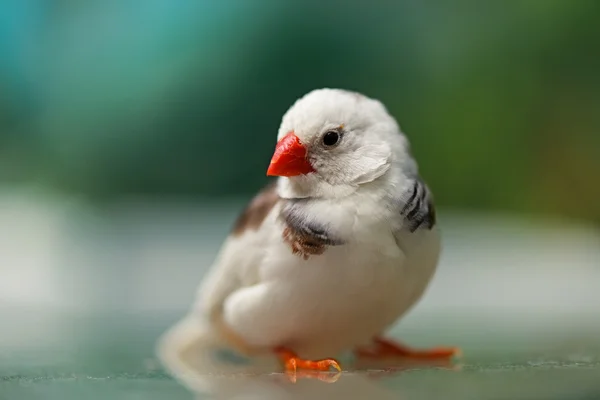 Αφρικανική Finch — Φωτογραφία Αρχείου