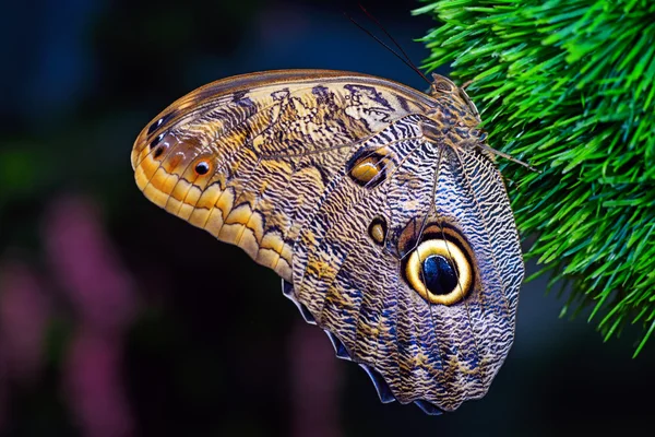 Mundo de las mariposas — Foto de Stock