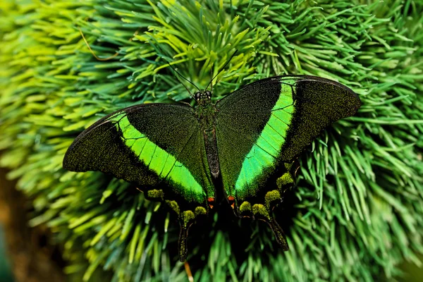 나비의 세계 — 스톡 사진
