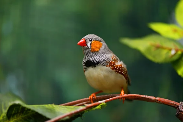 African Finch — Stock Photo, Image