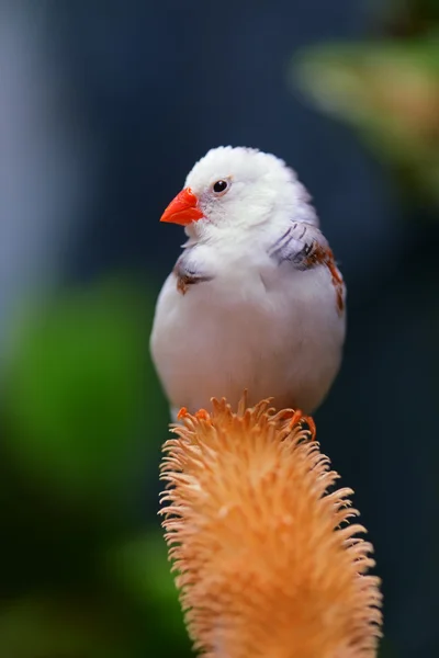 Afrikaanse Finch — Stockfoto