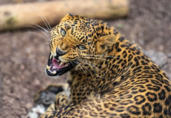 Leopard — Stockfoto