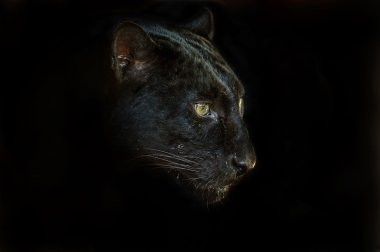 leopar