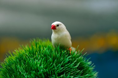 Afrika Finch