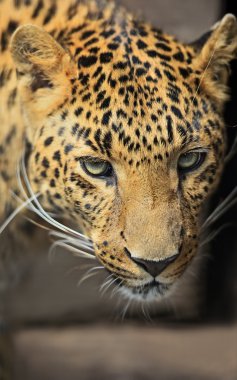 leopar