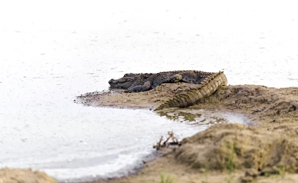 Krokodil — Stockfoto