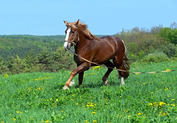 Pferd — Stockfoto