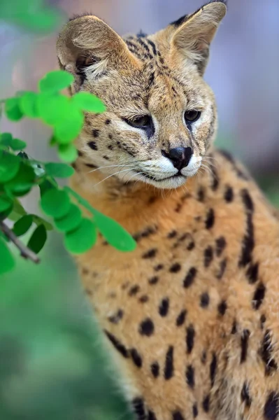 Serval wilde kat — Stockfoto