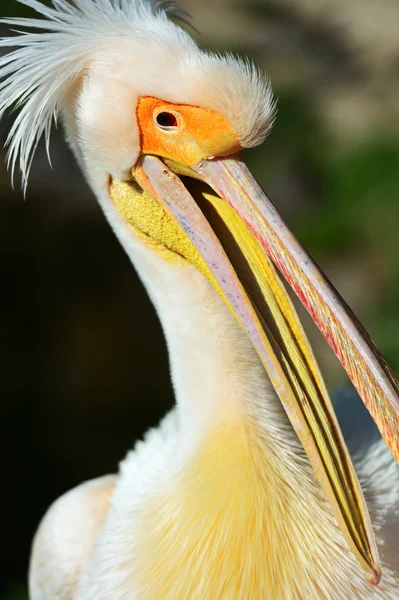 Pelican — Stock Photo, Image