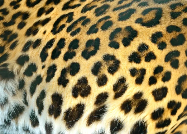 Leopardo — Fotografia de Stock