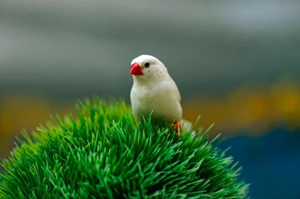 African Finch — Stock Photo, Image