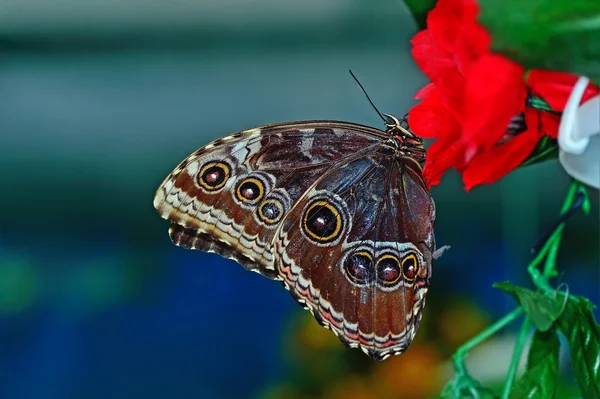 Butterfly World — Stock Fotó