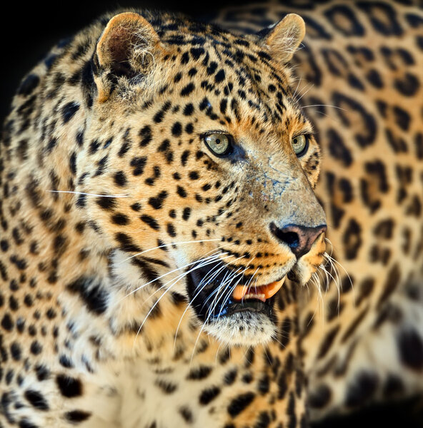 Leopard