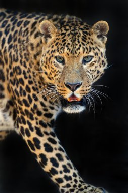 leopar