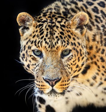 leopar