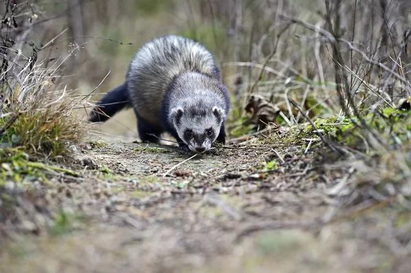 European polecat — Stock Photo, Image