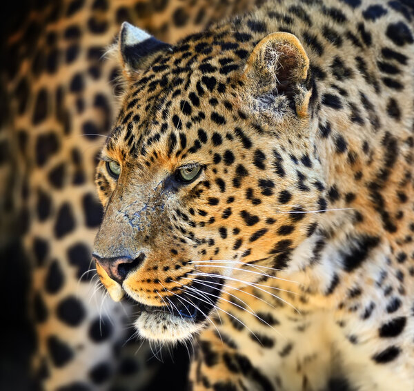 Leopard