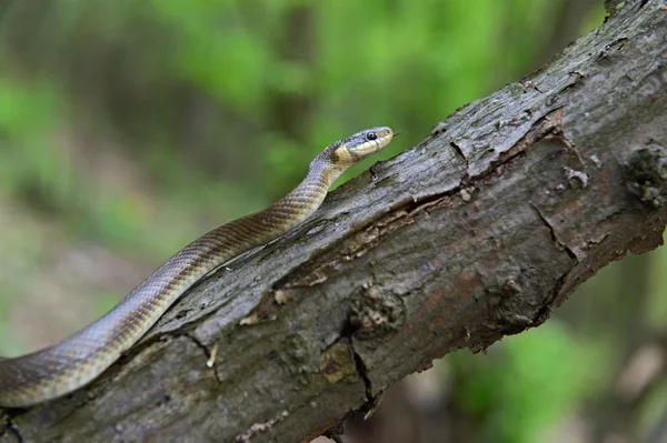 Snake — Stock Photo, Image