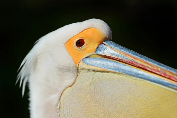 Pelican — Stock Photo, Image