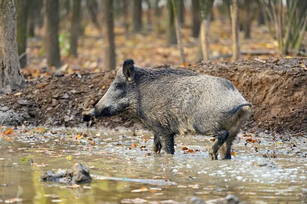 Wilde zwijnen — Stockfoto