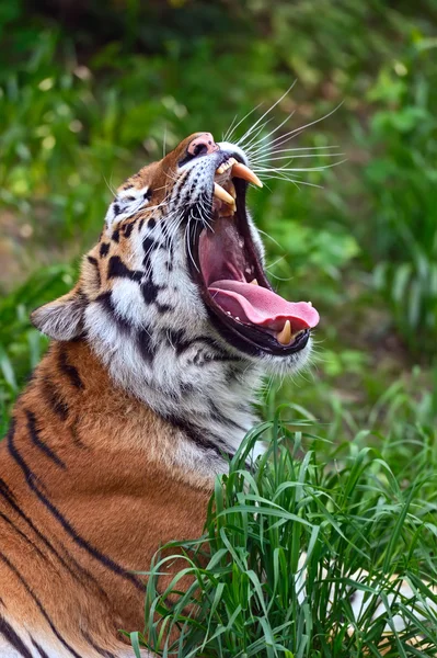 Tigre — Foto Stock