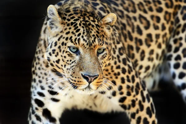 Leopard — Stockfoto