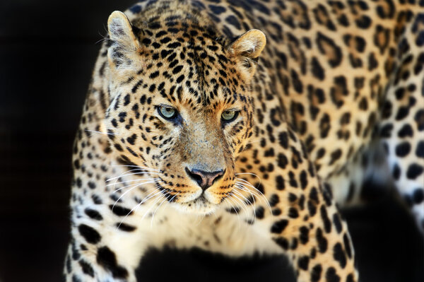 Леопард
 