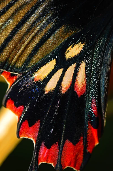 Mondo delle farfalle — Foto Stock