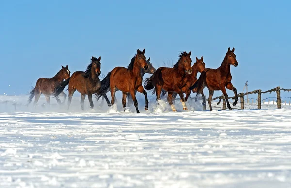 Häst — Stockfoto