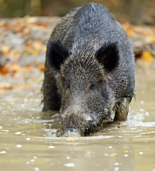 Wildschweine — Stockfoto