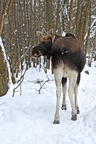 Elk winter — Stock Photo, Image