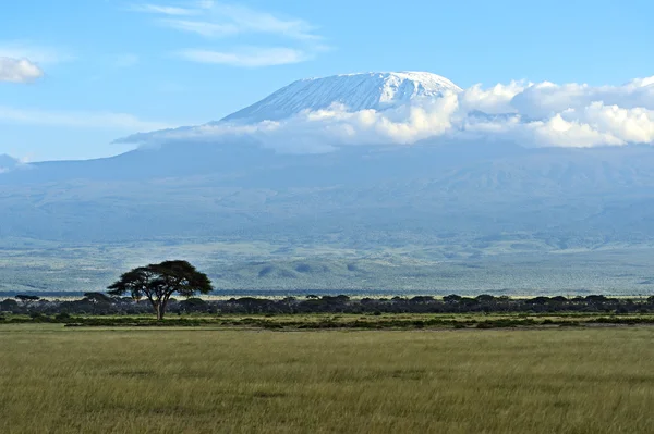 Kilimanjaro — Stockfoto