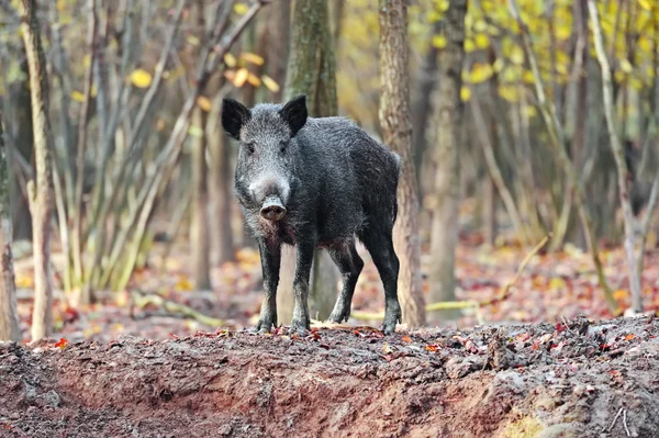 Wild boar — Stock Photo, Image